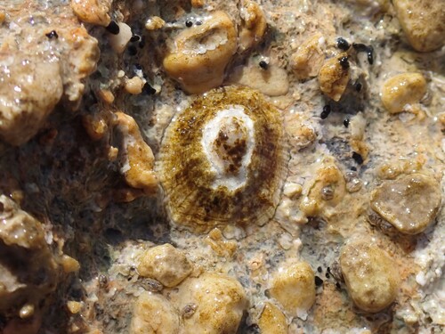 Patella caerulea observed 2026-10-07