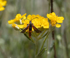 Synanthedon polygoni