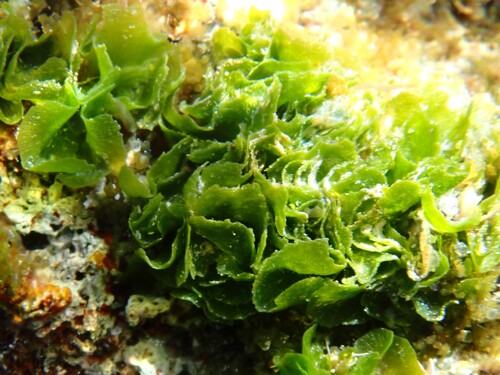 Anadyomene stellata observed 2026-10-07
