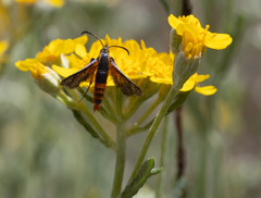 Synanthedon polygoni