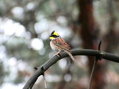 Emberiza elegans