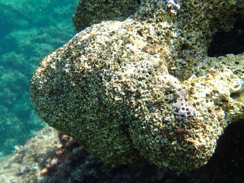 Dendropoma observed 2026-10-07
