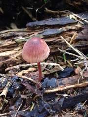 Mycena mariae