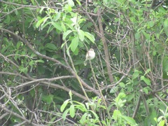 Curruca communis