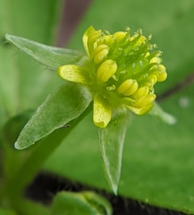 Ranunculus recurvatus