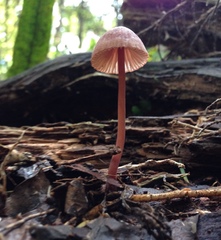 Mycena mariae