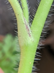 Ranunculus recurvatus