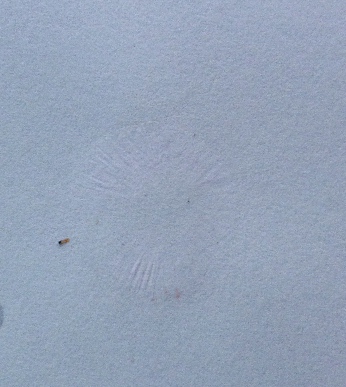 Mycena mariae image