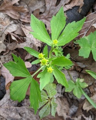 Ranunculus recurvatus