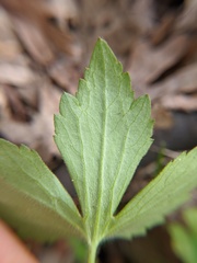 Ranunculus recurvatus