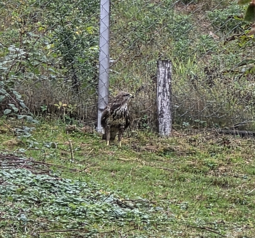 Western Common Buzzard