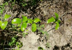 Dioscorea bemarivensis