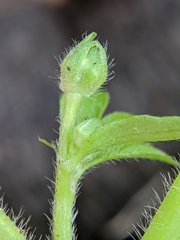 Ranunculus recurvatus