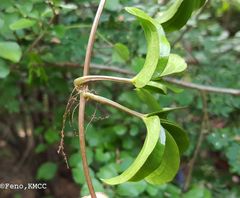 Dioscorea bemarivensis
