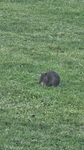 Southern Brown Bandicoot
