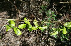 Dioscorea bemarivensis