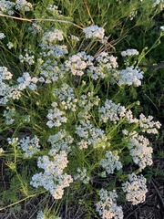 Bifora