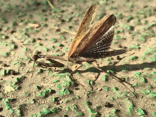Asian Jumping Mantis