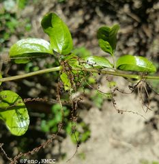 Dioscorea bemarivensis