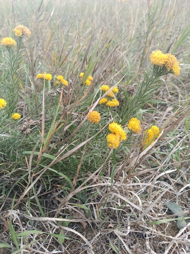 Goldilocks Aster