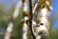 Setophaga americana image