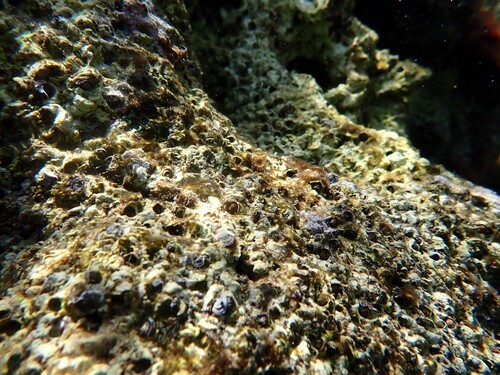 Dendropoma observed 2026-10-07