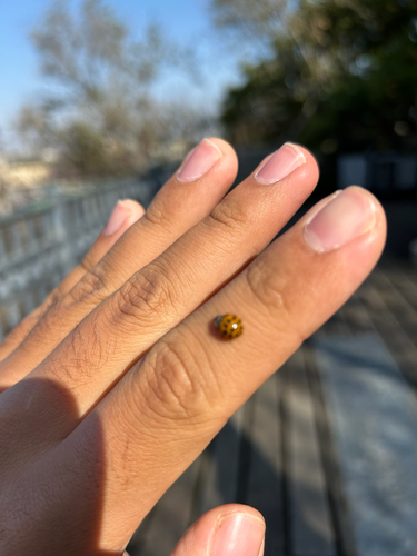 Asian Lady Beetle