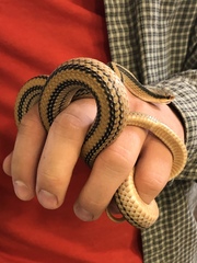 Salvadora hexalepis hexalepis