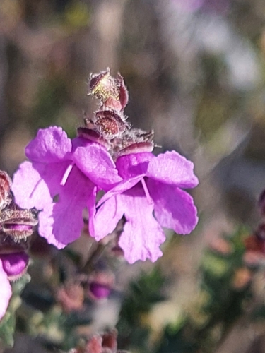Prostanthera denticulata observed 2026-10-08
