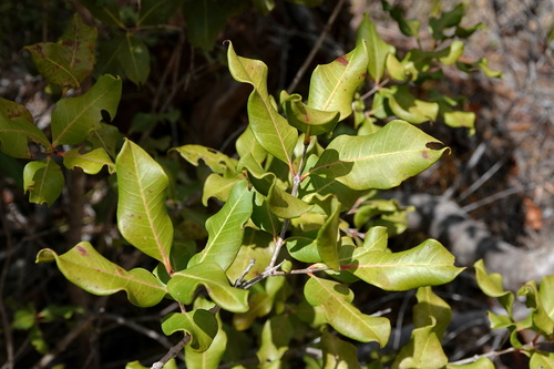Cloezia floribunda observed 2026-10-03
