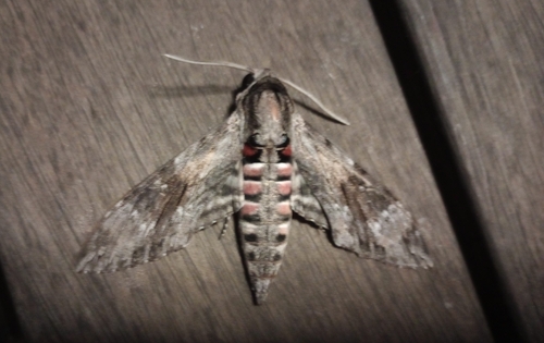 Convolvulus Hawkmoth