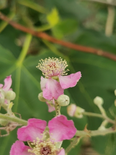 seoska kupina (Rubus ulmifolius)