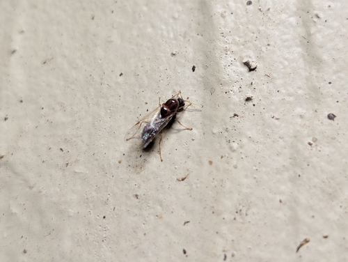 Solenopsis geminata observed 2026-10-07