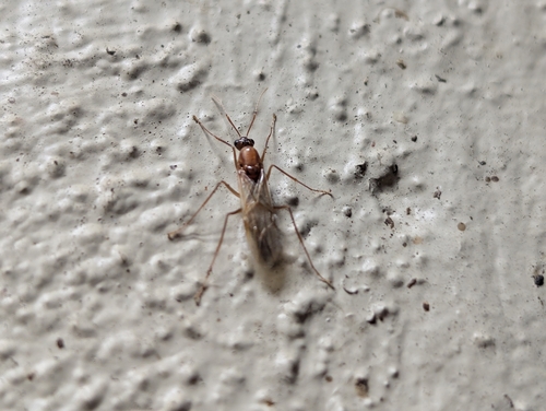 Camponotus variegatus observed 2026-10-07