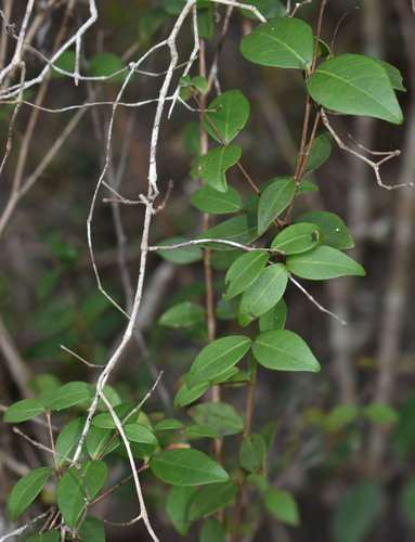 Eugenia reinwardtiana observed 2026-07-28