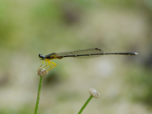 Blue Bush Dart photo 3