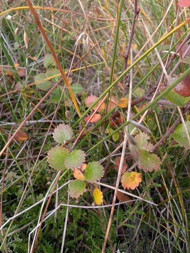 Betula nana observed 2026-10-08