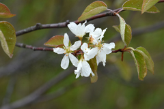 Amelanchier interior