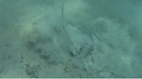 Urogymnus asperrimus observed 2026-10-08