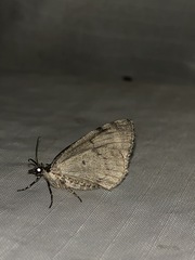 Lomographa glomeraria