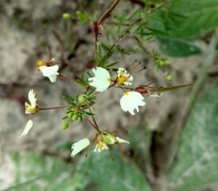 Polanisia erosa