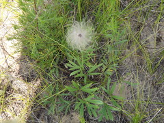 Pulsatilla dahurica