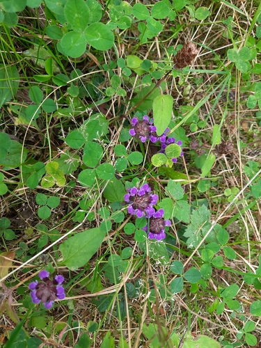 common selfheal