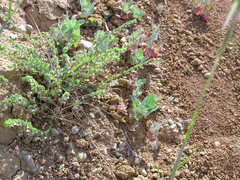 Andrachne telephioides