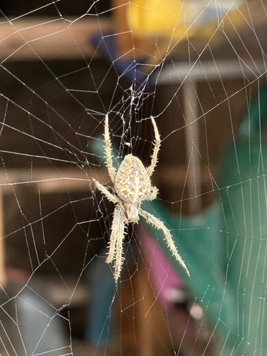 Cross Orbweaver