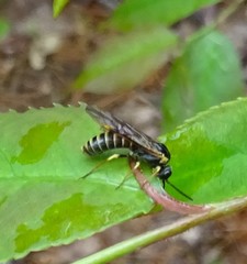 Strongylogaster multicincta