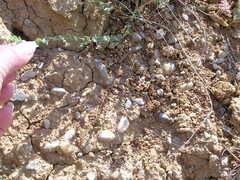 Andrachne telephioides