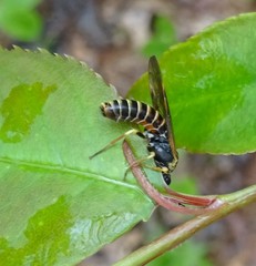Strongylogaster multicincta