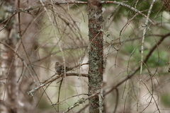 Spinus pinus image