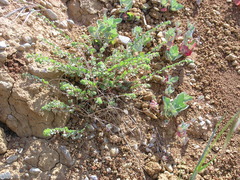 Andrachne telephioides